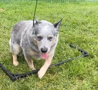 Is My Dog Right- or Left-Pawed?