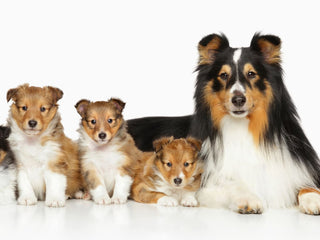 Top 5 Reasons to DNA Test Before You Breed