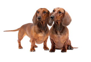 Genetic Health Testing for Dachshunds