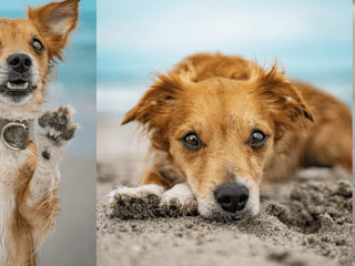 Tater’s Breed Reveal