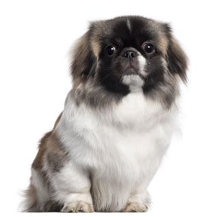 Can You Register a Dog With a DNA Test?