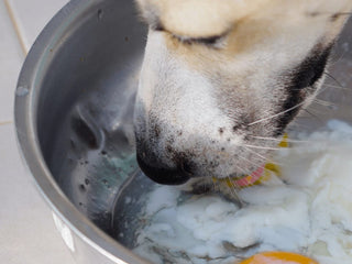 Can Dogs Eat Eggs?