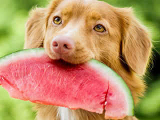 What Fruits Can My Dog Eat?