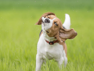 Why Does My Dog Shake?