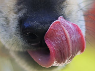 Why Does My Dog Lick So Much?