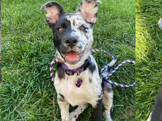 Delilah’s Breed Reveal