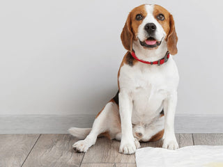 How to Potty Train Your Puppy