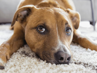 How to Help a Rescue Dog Adjust to Their New Home
