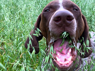 Why Do Dogs Eat Weird Things?
