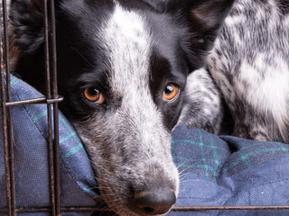 How to Crate Train Your Puppy