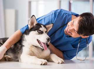 Can Genetic Health Screening Prevent Dogs from Enrolling in Pet Health Insurance?