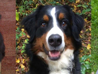Fanny’s Unique Story About Vitiligo in Dogs