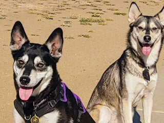 Pup Sisters Wiley and Kaylee Reunited