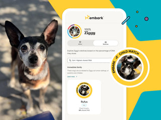 embark relative finder results for a dog named ziggy showing rufus as his son