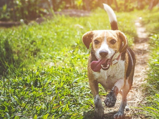 Genetic Testing for Type I IVDD in Dogs
