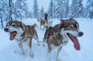 Alaskan Sled Dogs: Genetics of Canine Athletes