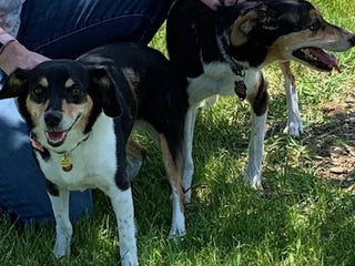 Senior Pup Siblings Reunite