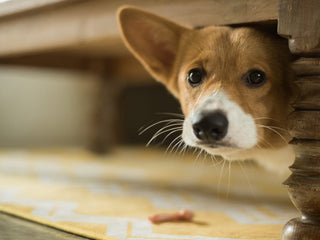 7 Ways to Manage Anxiety in Dogs