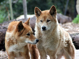 Origins of the Australian Dingo