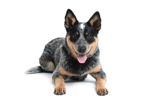 Embark Discovers Roaning Genomic Region Offers Only Roan DNA Test in the Marketplace