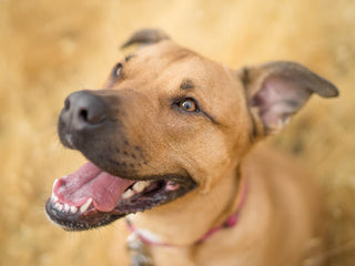 How the Bacteria in Your Dog’s Mouth Affect Their Oral Health