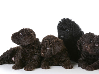 All About Hypoallergenic Dog Breeds