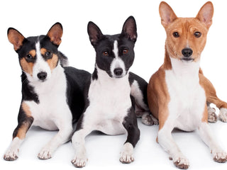 A Guide to Basenjis