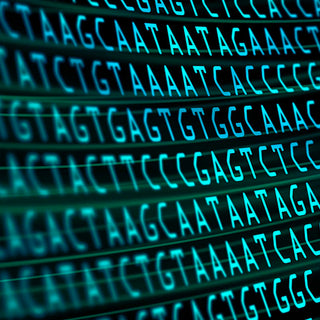 Your Dog’s DNA Test: There’s More to the Story With Embark