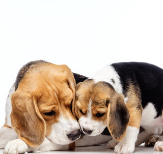 Responsible Breeding Practices