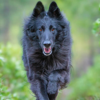 Dog DNA Tests: Top 6 Things Breeders Need to Know