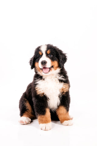 Genetic Health Testing for Bernese Mountain Dogs