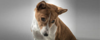 close up of basenji dog