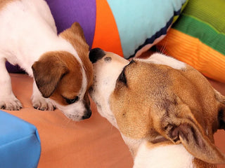 an adult dog and a puppy
