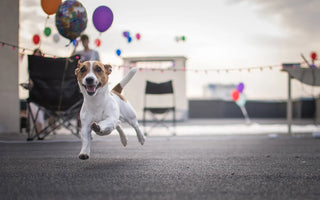 A small white and tan dog runs happily toward the camera on a rooftop patio decorated with balloons and string lights, with chairs and a person blurred in the background.