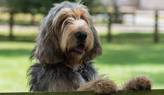 a long-haired dog with a shaggy coat and floppy ears