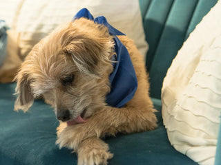 a wire-haired dog licking paws