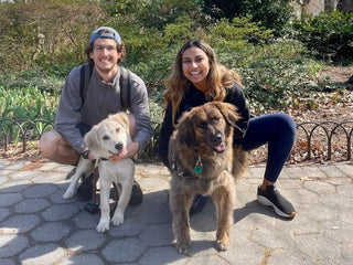 two dogs named rowan and milo with their owners having a sibling reunion after discovering they were brothers through embark's relative finder feature 