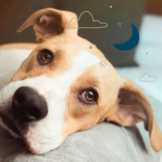 close-up of a dog getting ready to sleep