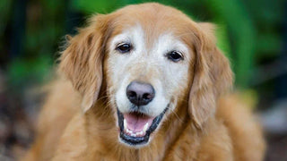 senior golden retriever smiling