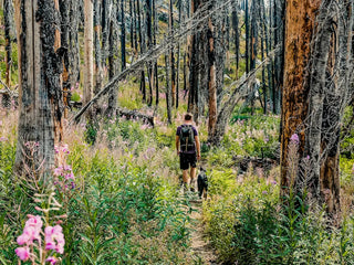 man in hiking gear walking through the woods with his black dog