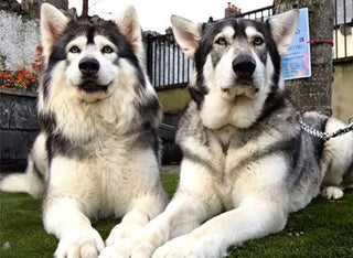 two dogs who played dire wolves in game of thrones sitting side-by-side