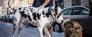 a great dane looking at a small mixed breed dog that's barking at him