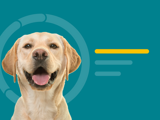 A yellow Labrador Retriever dog portrait on a teal background with abstract circular and horizontal graphic elements.