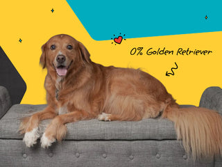 a dog who looks like a golden retriever, but has 0% golden retriever in him