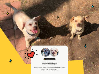 two dogs sitting next to each other with embark relative finder results that show they are siblings and share 63% of their dna