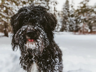 A black shaggy dog covered in snow, standing in a snowy outdoor setting with trees in the background.