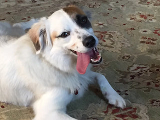 a dog named bambam laying down