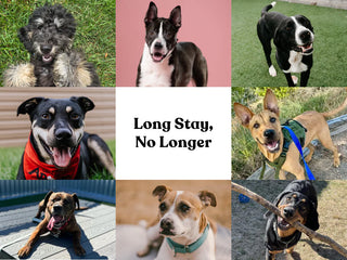 collage of various dogs that have been adopted thanks to embark's partnership with shelters as part of their long stay no longer initiative