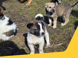 A group of playful puppies outdoors on grassy ground, with one black-and-white puppy in the center foreground and another tan puppy standing behind it.