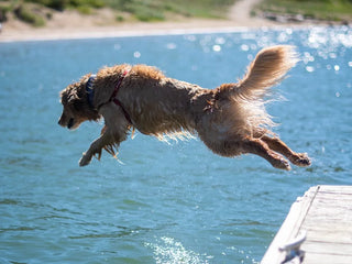 A golden retriever dog mid-air jumping into blue water from a wooden dock, wearing a red harness and blue collar.